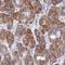 Ankyrin Repeat Domain 34C antibody, HPA045329, Atlas Antibodies, Immunohistochemistry frozen image 