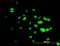 Forkhead Box A1 antibody, orb95097, Biorbyt, Immunofluorescence image 