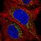 Lymphocyte antigen 75 antibody, HPA054073, Atlas Antibodies, Immunocytochemistry image 