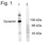 Dynamin 1 antibody, PA1-4620, Invitrogen Antibodies, Western Blot image 