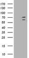 Tripartite Motif Containing 2 antibody, CF501606, Origene, Western Blot image 