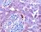 Inhibin Subunit Beta A antibody, AF338, R&D Systems, Immunohistochemistry paraffin image 