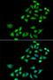 Cleavage And Polyadenylation Specific Factor 6 antibody, orb373321, Biorbyt, Immunofluorescence image 
