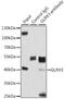 Glutaredoxin 3 antibody, GTX33564, GeneTex, Immunoprecipitation image 