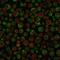 CD79a antibody, GTX34562, GeneTex, Immunocytochemistry image 