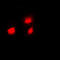 Heat Shock Transcription Factor 1 antibody, LS-C359023, Lifespan Biosciences, Immunofluorescence image 