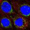 Acyl-CoA Dehydrogenase Family Member 9 antibody, PA5-58072, Invitrogen Antibodies, Immunofluorescence image 
