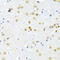 Integrin Subunit Beta 3 Binding Protein antibody, 15-764, ProSci, Immunohistochemistry frozen image 