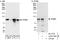 Amyloid Beta Precursor Protein Binding Family B Member 2 antibody, A303-798A, Bethyl Labs, Immunoprecipitation image 