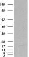 Skap55r antibody, MBS421362, MyBioSource, Western Blot image 