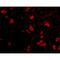 Tripartite motif-containing protein 5 antibody, MBS151206, MyBioSource, Immunofluorescence image 