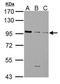 Gamma-Aminobutyric Acid Type B Receptor Subunit 1 antibody, GTX102511, GeneTex, Western Blot image 