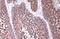 Heat Shock Protein 90 Alpha Family Class A Member 1 antibody, NBP2-16895, Novus Biologicals, Immunohistochemistry paraffin image 