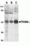 Tripartite Motif Containing 5 antibody, TA306154, Origene, Western Blot image 