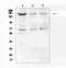 MutS Homolog 6 antibody, PA5-79696, Invitrogen Antibodies, Western Blot image 