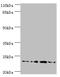 Frataxin antibody, LS-C375740, Lifespan Biosciences, Western Blot image 