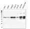 Retinoid X Receptor Alpha antibody, M01299, Boster Biological Technology, Western Blot image 