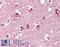 G Protein-Coupled Receptor 119 antibody, LS-A547, Lifespan Biosciences, Immunohistochemistry frozen image 