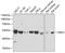 NIMA Related Kinase 3 antibody, GTX33352, GeneTex, Western Blot image 