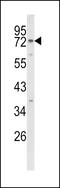 Exocyst Complex Component 5 antibody, LS-C167859, Lifespan Biosciences, Western Blot image 