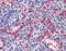 Nitric Oxide Synthase 3 antibody, MBS246095, MyBioSource, Immunohistochemistry frozen image 