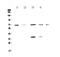 DNA Polymerase Lambda antibody, A00959-2, Boster Biological Technology, Western Blot image 