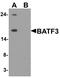 Basic Leucine Zipper ATF-Like Transcription Factor 3 antibody, PA5-38040, Invitrogen Antibodies, Western Blot image 