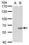 Copine 1 antibody, GTX101425, GeneTex, Western Blot image 