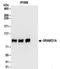 GRAM Domain Containing 1A antibody, NBP2-32148, Novus Biologicals, Immunoprecipitation image 