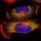 Stomatin antibody, HPA011419, Atlas Antibodies, Immunocytochemistry image 