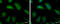 Glyoxalase I antibody, GTX105792, GeneTex, Immunofluorescence image 