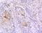 Involucrin antibody, A02628-1, Boster Biological Technology, Immunohistochemistry frozen image 
