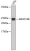 Abhydrolase Domain Containing 14B antibody, 19-087, ProSci, Western Blot image 