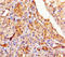 Testis Expressed 13A antibody, A67794-100, Epigentek, Immunohistochemistry paraffin image 