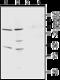 Potassium Voltage-Gated Channel Modifier Subfamily S Member 3 antibody, GTX16709, GeneTex, Immunohistochemistry frozen image 