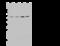 E2F Transcription Factor 4 antibody, 100895-T34, Sino Biological, Western Blot image 