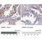 Hyaluronan mediated motility receptor antibody, NBP2-38459, Novus Biologicals, Immunohistochemistry paraffin image 
