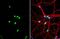 KH RNA Binding Domain Containing, Signal Transduction Associated 1 antibody, NBP2-20254, Novus Biologicals, Immunofluorescence image 