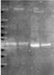 Ovalbumin antibody, orb344924, Biorbyt, Western Blot image 