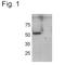 Golgi Reassembly Stacking Protein 2 antibody, NB100-74431, Novus Biologicals, Western Blot image 