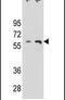 THUMP Domain Containing 3 antibody, PA5-24307, Invitrogen Antibodies, Western Blot image 