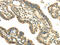 Dihydrolipoamide S-Acetyltransferase antibody, CSB-PA445587, Cusabio, Immunohistochemistry frozen image 