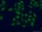Myeloid Leukemia Factor 2 antibody, 11835-1-AP, Proteintech Group, Immunofluorescence image 
