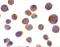TNF Receptor Superfamily Member 10a antibody, GTX28414, GeneTex, Immunocytochemistry image 