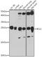BCL2 antibody, 13-890, ProSci, Western Blot image 
