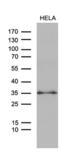 Zinc Finger Matrin-Type 4 antibody, MA5-27196, Invitrogen Antibodies, Western Blot image 