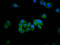 SH3R1 antibody, LS-C681326, Lifespan Biosciences, Immunofluorescence image 