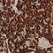 Nuclear Transport Factor 2 Like Export Factor 2 antibody, NBP1-80964, Novus Biologicals, Immunohistochemistry frozen image 