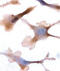 Oxytocin Receptor antibody, MBS421697, MyBioSource, Immunohistochemistry paraffin image 