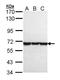 Chaperonin Containing TCP1 Subunit 8 antibody, orb73527, Biorbyt, Western Blot image 